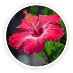 Hibiscus