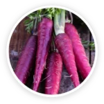 Purple Carrot