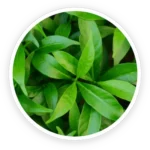 PurpleBurn Pro Green Tea