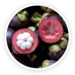 PurpleBurn Pro Mangosteen