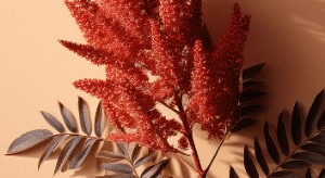 Sumac Extract